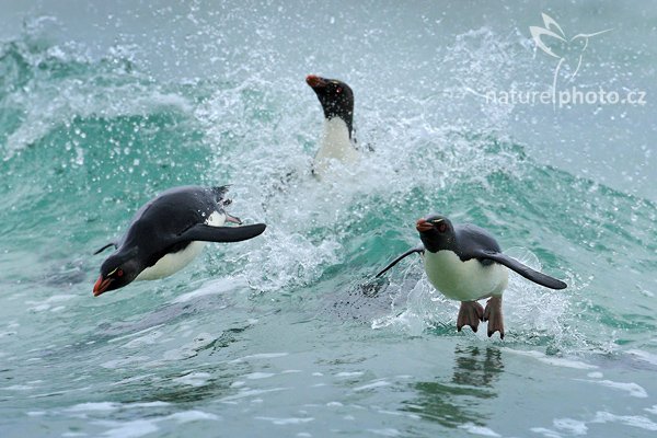 Tučňák skalní (Eudyptes chrysocome), Tučňák skalní (Eudyptes chrysocome), Rockhopper penguin, Autor: Ondřej Prosický | NaturePhoto.cz, Model: Canon EOS-1D Mark III, Objektiv: Canon EF 500mm f/4 L IS USM, Ohnisková vzdálenost (EQ35mm): 650 mm, stativ Gitzo 3540LS + RRS BH55, Clona: 8.0, Doba expozice: 1/640 s, ISO: 1000, Kompenzace expozice: +2/3, Blesk: Ne, Vytvořeno: 23. ledna 2009 18:40:21, Sauders Island (Falklandské ostrovy) 
